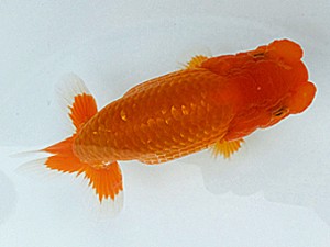 両毛愛魚会　第三回研究会　三位　木村　等
