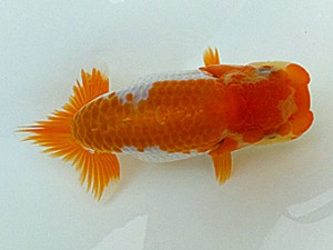 両毛愛魚会　第三回研究会　四位　柿沼佐吉
