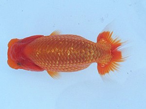 瀬戸内愛蘭会　西大関　村上暢彦　浅口