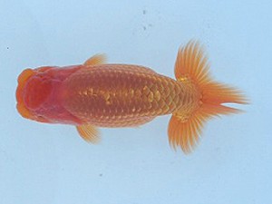 瀬戸内愛蘭会　立行司　宮崎　豊　倉敷