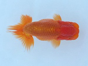 瀬戸内愛蘭会　西取締　中川勝美　広島