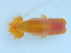 瀬戸内愛蘭会　東大関　加藤弘志　倉敷