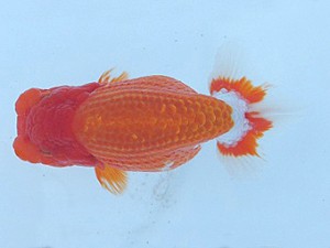 瀬戸内愛蘭会　西大関　平井　武　岡山