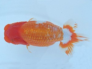 瀬戸内愛蘭会　立行司　坂根吉広　鏡野