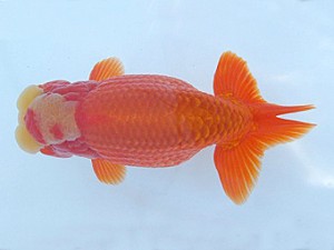 瀬戸内愛蘭会　東取締　小山敏信　広島