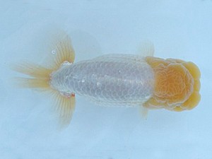 瀬戸内愛蘭会　西取締　坂根吉広　鏡野