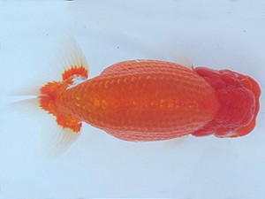 瀬戸内愛蘭会　西大関　坂根吉広　鏡野