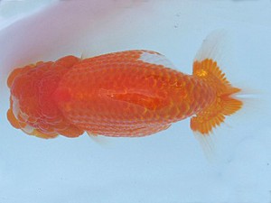 瀬戸内愛蘭会　立行司　坂根吉広　鏡野