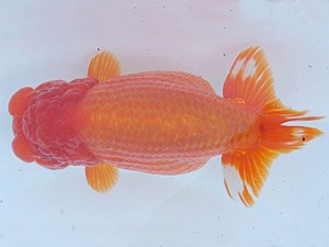 瀬戸内愛蘭会　東取締　加藤弘志　倉敷