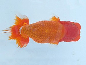 瀬戸内愛蘭会　西取締　中野　勇　相生