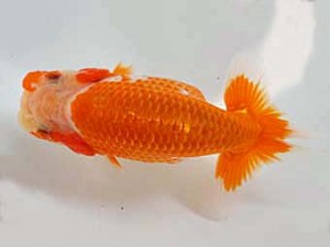 志摩紅鱗会　第三回研究会　東大関　林　万貴　志摩市