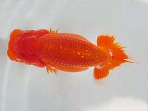 志摩紅鱗会　第三回研究会　西大関　岩田　実　伊勢市
