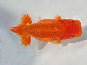 志摩紅鱗会　第三回研究会　立行司　石野高政　志摩市