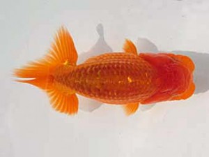 志摩紅鱗会　第三回研究会　取締一　石野高政　志摩市