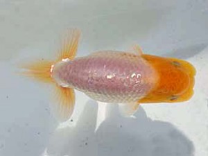 志摩紅鱗会　第三回研究会　取締二　大田恒男　志摩市