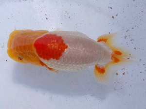 静岡らんちう同好会　第三回研究会　第一位　青木和久
