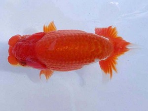 静岡らんちう同好会　第三回研究会　第二位　薮谷満男
