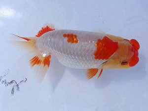 静岡らんちう同好会　第三回研究会　第三位　児玉敏行
