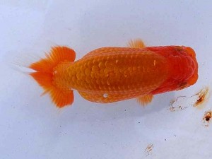 静岡らんちう同好会　第三回研究会　第四位　海野貴史
