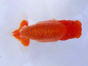 静岡らんちう同好会　第三回研究会　第五位　荻島裕之
