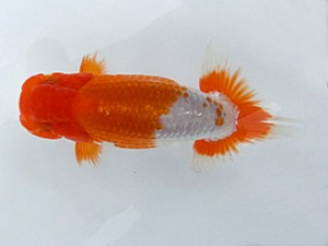 湘南らんちゅう会　研究会　2位　熊澤　誠