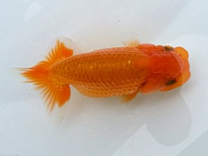 湘南らんちゅう会　研究会　3位　野澤淑雄