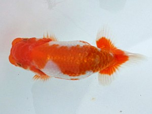 湘南らんちゅう会　研究会　4位　大八木　弘