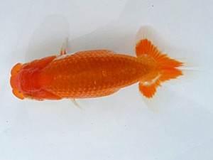 湘南らんちゅう会　研究会　5位　荒井宣裕