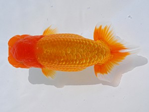 東部本部大会 東大関 矢ケ崎伸司 楽友らんちう会 東部本部大会 東大関 矢ケ崎伸司 楽友らんちう会