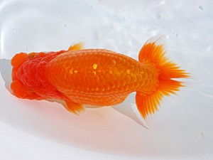 東部本部大会 勧進元一 黒はばき浩之 宮城伊達らんちう会 東部本部大会 勧進元一 黒はばき浩之 宮城伊達らんちう会