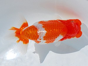 東部本部大会 行司一 酒井 昇 観魚会 東部本部大会 行司一 酒井 昇 観魚会