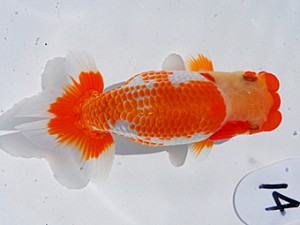 東部本部大会 行司三 川俣 洋 葛飾愛魚会 東部本部大会 行司三 川俣 洋 葛飾愛魚会