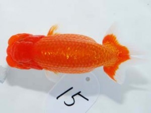 東部本部大会 脇行司一 加藤貞信 横浜観魚会 東部本部大会 脇行司一 加藤貞信 横浜観魚会