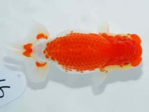 東部本部大会 脇行司二 吉野美文 横浜観魚会 東部本部大会 脇行司二 吉野美文 横浜観魚会