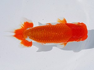 東部本部大会 西大関 丸山克昌 好鱗会 東部本部大会 西大関 丸山克昌 好鱗会