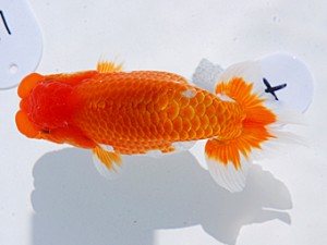 東部本部大会 取締一 中村芳雄 愛魚会 東部本部大会 取締一 中村芳雄 愛魚会