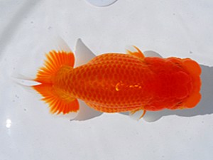 東部本部大会 取締二 大渕 功 房総らんちう会 東部本部大会 取締二 大渕 功 房総らんちう会