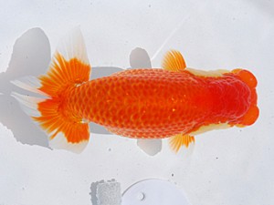 東部本部大会 東関脇 荻谷冨士夫 観魚会 東部本部大会 東関脇 荻谷冨士夫 観魚会