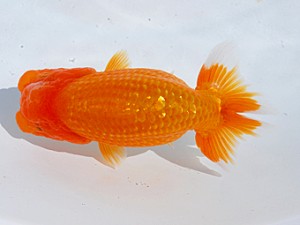 東部本部大会 西関脇 加曽利敏幸 房総らんちう会 東部本部大会 西関脇 加曽利敏幸 房総らんちう会