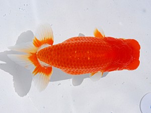 東部本部大会 東小結 村田祐則 横浜観魚会 東部本部大会 東小結 村田祐則 横浜観魚会