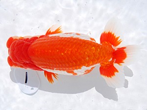 東部本部大会 東大関 松田 勝 宮城伊達らんちう会 東部本部大会 東大関 松田 勝 宮城伊達らんちう会