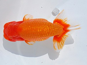 東部本部大会 勧進元一 大久保義彰 楽友らんちう会 東部本部大会 勧進元一 大久保義彰 楽友らんちう会