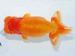 東部本部大会 勧進元二 佐久間 誠 観魚会 東部本部大会 勧進元二 佐久間 誠 観魚会