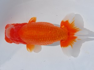 東部本部大会 行司二 永野勝治 横浜観魚会 東部本部大会 行司二 永野勝治 横浜観魚会