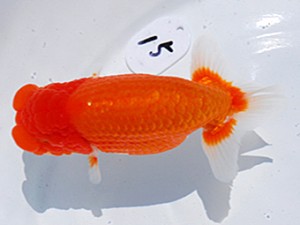 東部本部大会 脇行司一 宮川幸久 福島らんちう会 東部本部大会 脇行司一 宮川幸久 福島らんちう会