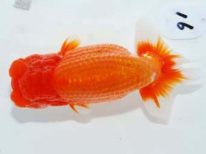 東部本部大会 脇行司二 内田 實 喜楽らんちゅう会 東部本部大会 脇行司二 内田 實 喜楽らんちゅう会