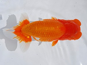 東部本部大会 西大関 齋藤一成 観魚会 東部本部大会 西大関 齋藤一成 観魚会