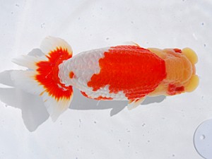 東部本部大会 取締一 片岡伸介 観魚会 東部本部大会 取締一 片岡伸介 観魚会