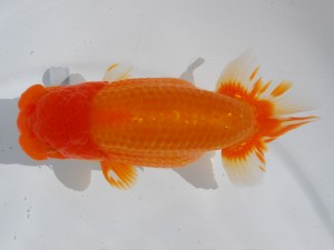 東部本部大会 取締二 田村 智 横浜観魚会 東部本部大会 取締二 田村 智 横浜観魚会