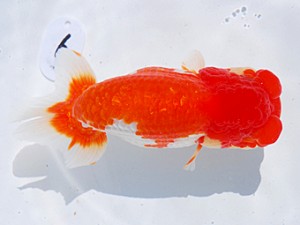 東部本部大会 東関脇 花田国昭 愛魚会 東部本部大会 東関脇 花田国昭 愛魚会